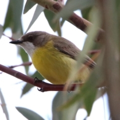 Gerygone olivacea at Paddys River, ACT - 19 Oct 2019 06:23 PM