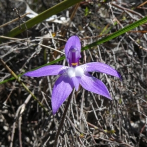 Glossodia major at Tuggeranong DC, ACT - suppressed