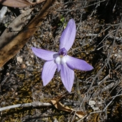 Glossodia major (Wax Lip Orchid) at Theodore, ACT - 20 Oct 2019 by Owen