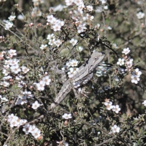 Amphibolurus muricatus at Gundaroo, NSW - 20 Oct 2019 11:46 AM