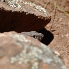 Egernia cunninghami (Cunningham's Skink) at Mount Majura - 1 Jan 2007 by mac084