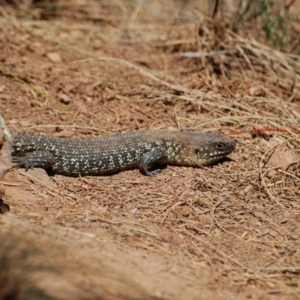 Egernia cunninghami at Majura, ACT - 1 Jan 2007