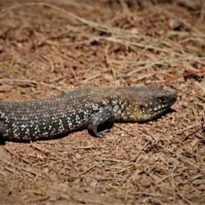 Egernia cunninghami at Majura, ACT - 1 Jan 2007