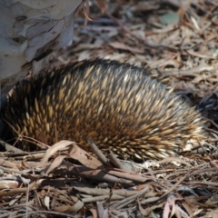 Tachyglossus aculeatus (Short-beaked Echidna) at Mount Majura - 1 Jan 2007 by mac084