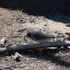 Manorina melanocephala at Hackett, ACT - 1 Jan 2007