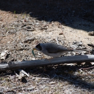 Manorina melanocephala at Hackett, ACT - 1 Jan 2007