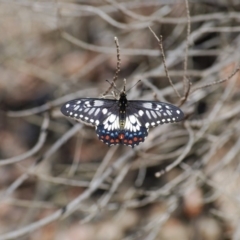 Papilio anactus (Dainty Swallowtail) at - 1 Jan 2007 by mac084