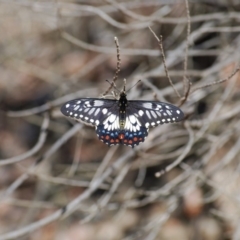 Papilio anactus (Dainty Swallowtail) at  - 1 Jan 2007 by mac084