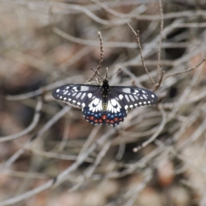 Papilio anactus at Mt Majura Mini Summit - 1 Jan 2007 01:34 PM