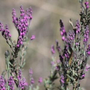 Comesperma ericinum at Gundaroo, NSW - 20 Oct 2019