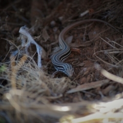 Ctenotus taeniolatus (Copper-tailed Skink) at Mount Majura - 1 Jan 2007 by mac084