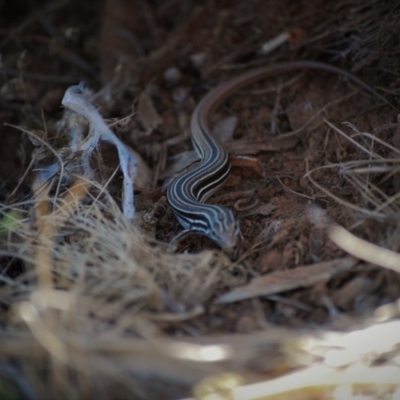 Ctenotus taeniolatus (Copper-tailed Skink) at Hackett, ACT - 1 Jan 2007 by mac084