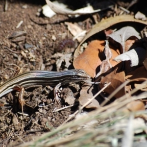 Ctenotus taeniolatus at Hackett, ACT - 1 Jan 2007