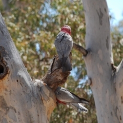 Eolophus roseicapilla (Galah) at Mount Majura - 1 Jan 2007 by mac084