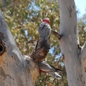 Eolophus roseicapilla at Hackett, ACT - 1 Jan 2007