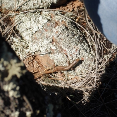 Ctenotus taeniolatus (Copper-tailed Skink) at Mount Majura - 1 Jan 2007 by mac084