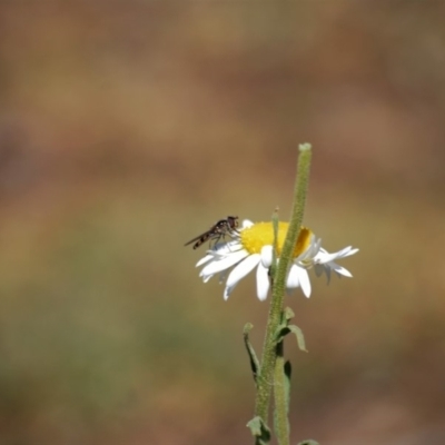 Melangyna sp. (genus) (Hover Fly) at Mount Majura - 1 Jan 2007 by mac084