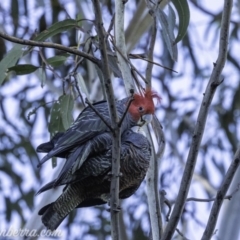 Callocephalon fimbriatum (Gang-gang Cockatoo) at Hughes, ACT - 13 Oct 2019 by BIrdsinCanberra