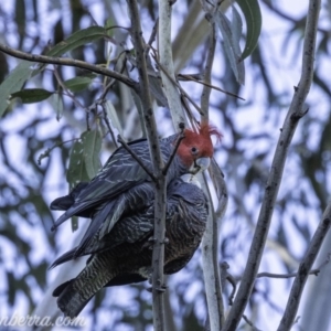 Callocephalon fimbriatum at Hughes, ACT - 13 Oct 2019