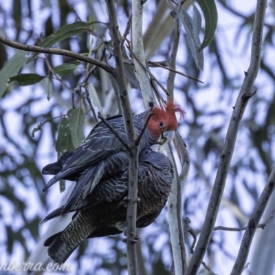 Callocephalon fimbriatum (Gang-gang Cockatoo) at Red Hill to Yarralumla Creek - 12 Oct 2019 by BIrdsinCanberra