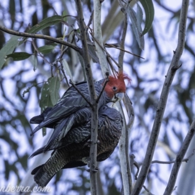 Callocephalon fimbriatum (Gang-gang Cockatoo) at Hughes, ACT - 13 Oct 2019 by BIrdsinCanberra