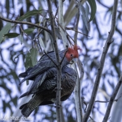 Callocephalon fimbriatum (Gang-gang Cockatoo) at Hughes Grassy Woodland - 12 Oct 2019 by BIrdsinCanberra