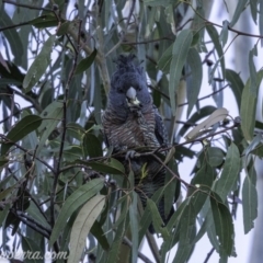 Callocephalon fimbriatum at Hughes, ACT - 13 Oct 2019