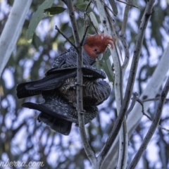 Callocephalon fimbriatum at Hughes, ACT - 13 Oct 2019