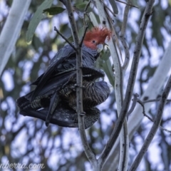 Callocephalon fimbriatum at Hughes, ACT - 13 Oct 2019