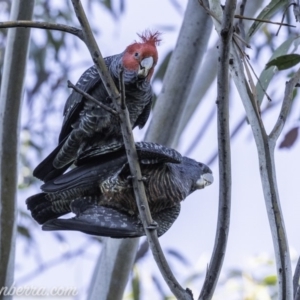 Callocephalon fimbriatum at Hughes, ACT - 13 Oct 2019