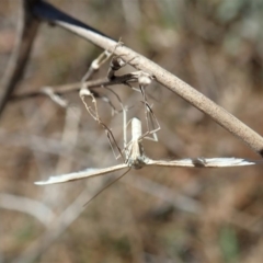 Wheeleria spilodactylus (Horehound plume moth) at Mount Painter - 20 Oct 2019 by CathB