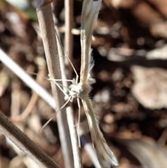 Wheeleria spilodactylus at Cook, ACT - 20 Oct 2019 12:00 AM