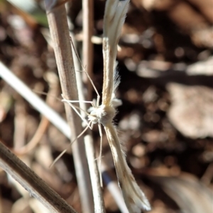 Wheeleria spilodactylus at Cook, ACT - 20 Oct 2019 12:00 AM