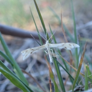 Wheeleria spilodactylus at Cook, ACT - 20 Oct 2019