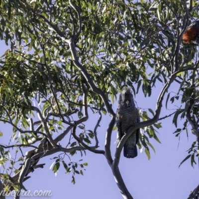 Callocephalon fimbriatum (Gang-gang Cockatoo) at Hughes, ACT - 13 Oct 2019 by BIrdsinCanberra