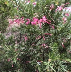 Grevillea sp. (Grevillea) at Aranda, ACT - 20 Oct 2019 by Jubeyjubes