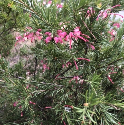 Grevillea (genus) (Grevillea) at Aranda, ACT - 20 Oct 2019 by Jubeyjubes