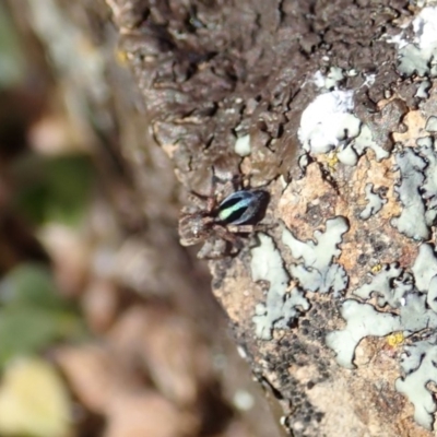 Maratus chrysomelas (Variable Peacock Spider) at Cook, ACT - 20 Oct 2019 by CathB