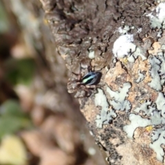 Maratus chrysomelas (Variable Peacock Spider) at Mount Painter - 20 Oct 2019 by CathB