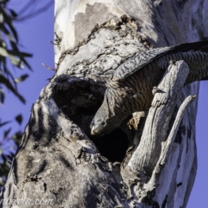 Callocephalon fimbriatum at Deakin, ACT - suppressed