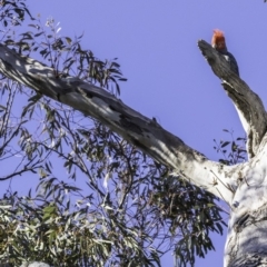 Callocephalon fimbriatum at Deakin, ACT - 13 Oct 2019