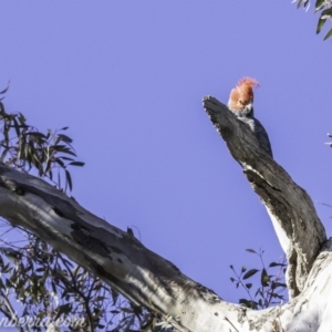 Callocephalon fimbriatum at Deakin, ACT - suppressed