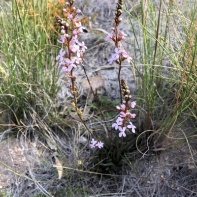 Stylidium (genus) (Trigger Plant) at Aranda, ACT - 20 Oct 2019 by Jubeyjubes