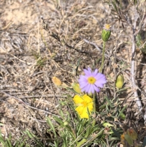 Vittadinia muelleri at Hackett, ACT - 20 Oct 2019 03:26 PM