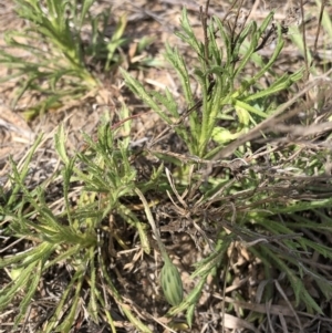 Vittadinia muelleri at Hackett, ACT - 20 Oct 2019 03:26 PM