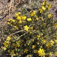 Hibbertia calycina (Lesser Guinea-flower) at Black Mountain - 20 Oct 2019 by Jubeyjubes