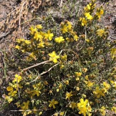 Hibbertia calycina (Lesser Guinea-flower) at Hackett, ACT - 20 Oct 2019 by Jubeyjubes