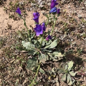 Echium plantagineum at Molonglo Valley, ACT - 20 Oct 2019