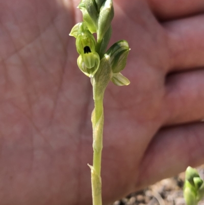 Hymenochilus bicolor (ACT) = Pterostylis bicolor (NSW) (Black-tip Greenhood) at Molonglo Valley, ACT - 20 Oct 2019 by Jubeyjubes