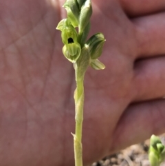 Hymenochilus bicolor (Black-tip Greenhood) at Molonglo Valley, ACT - 20 Oct 2019 by Jubeyjubes